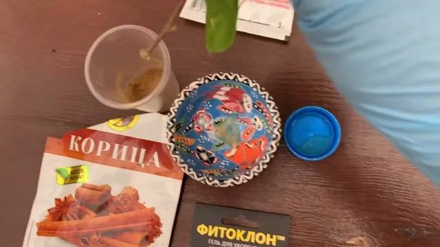 Черенкуем бугенвиллеи. Мёд с корицей, фитоклон или корневин? смотреть онлайн