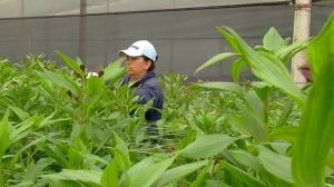 Cómo cultivar Alstromerias bajo invernadero - TvAgro por Juan Gonzalo Angel