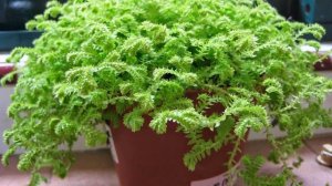 Плаунок или Селагинелла: уход в домашних условиях за экзотическим растением