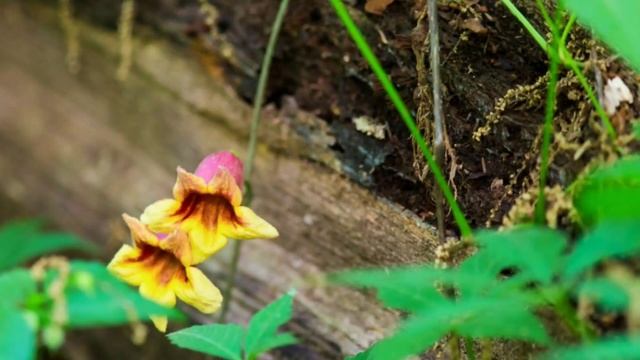 Top 20 Creepers/Climbers/Vines In India / Top Flowering Creepers / Vines / Summer Flowering Climber смотреть онлайн
