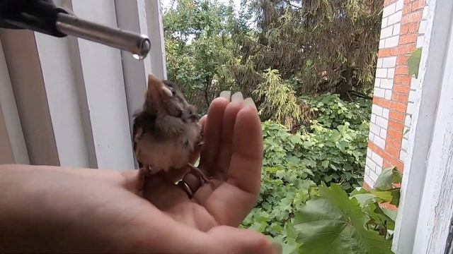 2019.06.09 Обезьяна капуцин Масяня и Даня. Спасение воробья. смотреть онлайн
