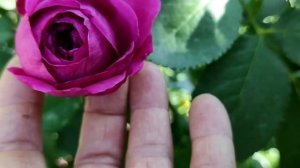 Ред Ай, Пашмина, Высшее общество -  розы сентября.