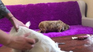 Тримминг  ВЕСТ Хайленд Уайт Терьер  . Первый тримминг щенка вестика