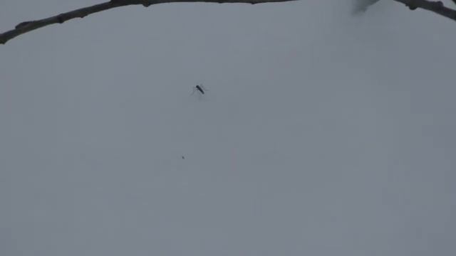 Комар (ч.2) зимой готовится к забегу :) 10 января 2015 года. смотреть онлайн