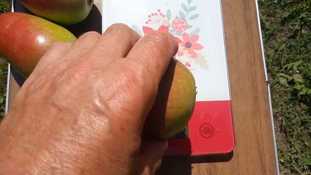 Груша Бера Мореттіні смотреть онлайн