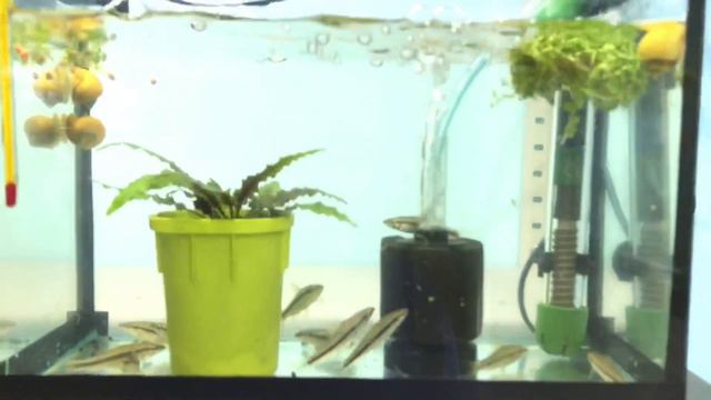 Аквариумистика ОТ и ДО! Нас 111!!! Урааа!