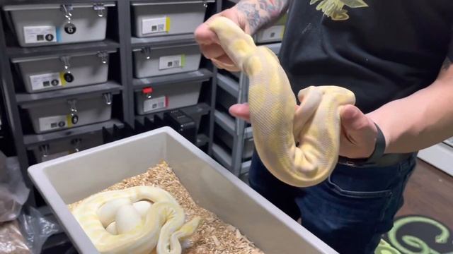 2 More Ball Python Clutches!! || Her Eggs were stuck!! || Gomezpythons смотреть онлайн