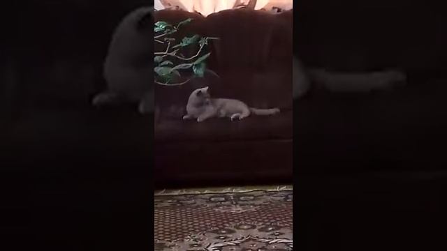 Зачем котику хвост-чтобы скусно не жилось!) смотреть онлайн