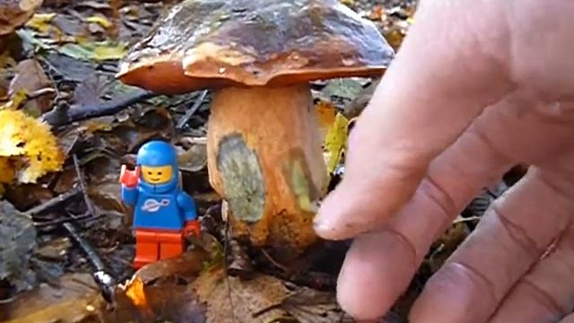 boletuserythropus смотреть онлайн