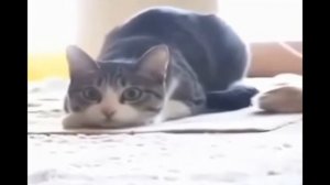 Кот танцует под песню выгу выгу выгу