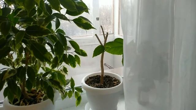 ОБРЕЗКА И ЖЕСТОКОЕ КРОНИРОВАНИЕ ГИБИСКУСА)))мои комнатные растения смотреть онлайн