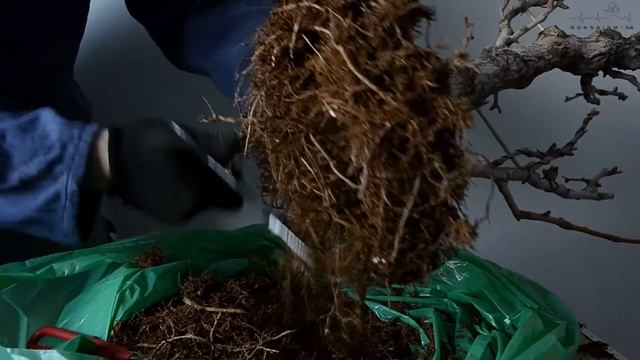 Ginkgo Bonsai Tree Repotting | Пересадка бонсай гiнкго.