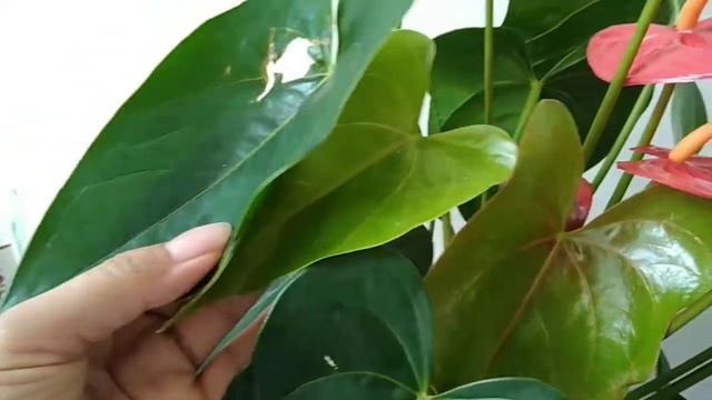 Anthurium chinese Flower /Dhay HK смотреть онлайн