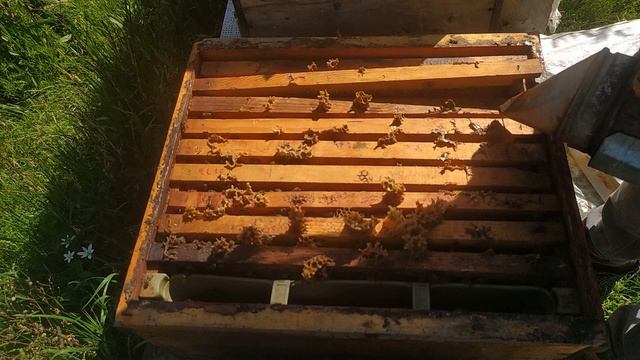 kraliçe değişimi. 2 ana aynı kovanda.arı kovanına 3 işlem aynı anda. смотреть онлайн