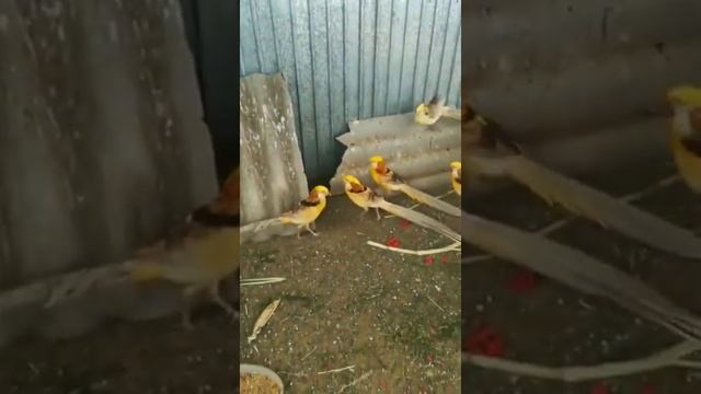 Лимонный Фазан золотой Фазан смотреть онлайн