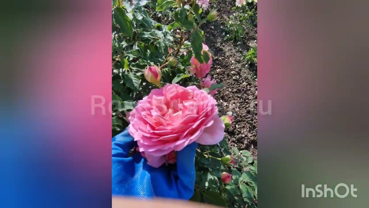 Джубили Селебрейшн и другие прекрасные розы☺️ RoseBushes.ru смотреть онлайн