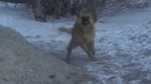 Овчарка. Перцовый баллончик против Собак -16 Перец. Pepper spray vs dogs. велосипедист #352