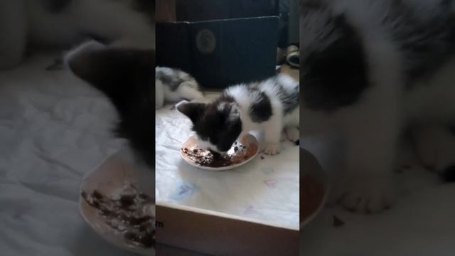 3 - День 40-й.  Малыши кушают из блюдец. Рыбный день, хороший аппетит!