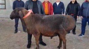 Самый дорогой баран в Казахстане. 40000$