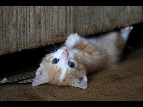 СМЕШНЫЕ КОШКИ 2021 Самые смешные животные 14 МИНУТ СМЕХА Приколы с котами и собаками смотреть онлайн