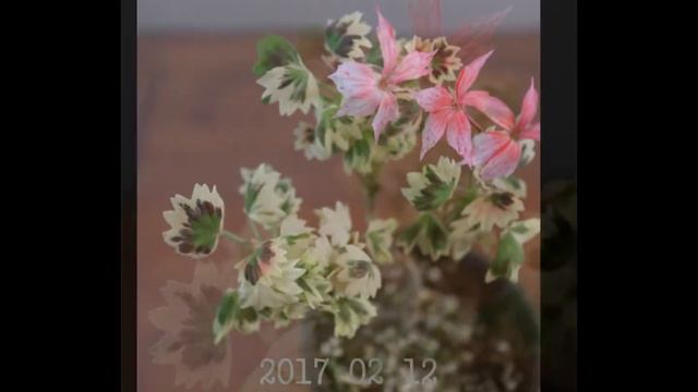 211. Silver Southford ( 2016~2018 ) 실버 사우스포드 Pelargonium смотреть онлайн