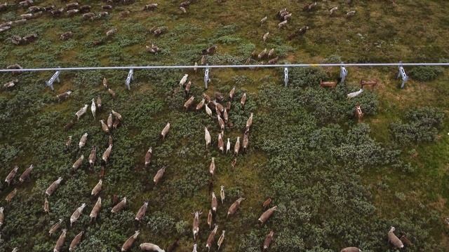 Восемь тысяч северных оленей идут по Бованенково