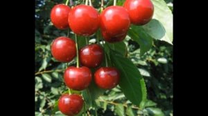 Дюк Саратовская малышка: маленькая, да удаленькая!