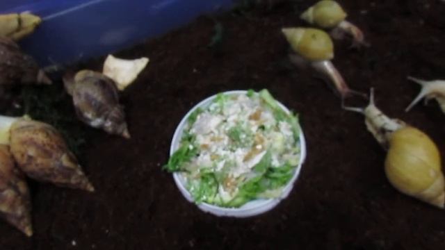 Почему улитки в одном контейнере?! смотреть онлайн