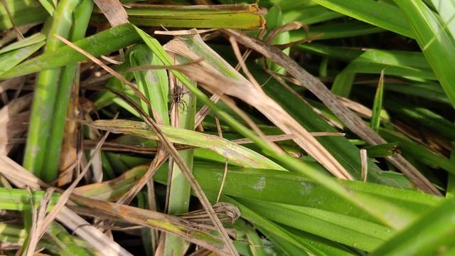 Домовой #Паук #Tegenaria Domestica - Мир Природы: #Пауки и #Насекомые Украины 4k смотреть онлайн