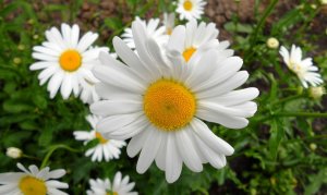 Нивяник (ромашка) РЕЛАКС АРТ-ТЕРАПИЯ ИМПРОВИЗАЦИЯ композитор Виктор Анохин #instrumentalmusic #цветы