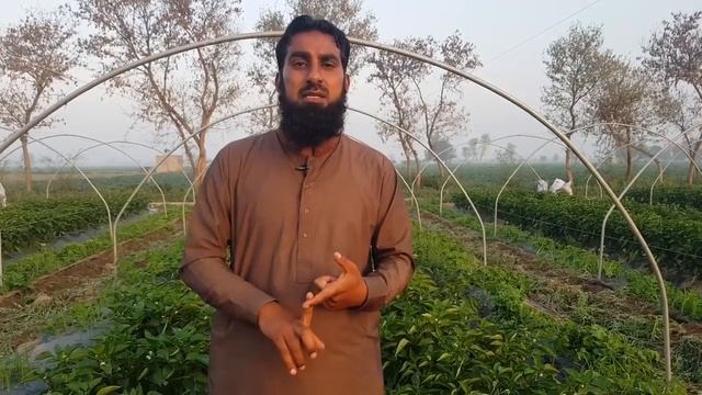 Capsicum and green chilli diseases and their control |Pepper or chilli plant care смотреть онлайн