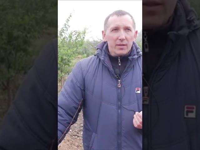 Саженцы каких подвоев ВЫБРАТЬ смотреть онлайн