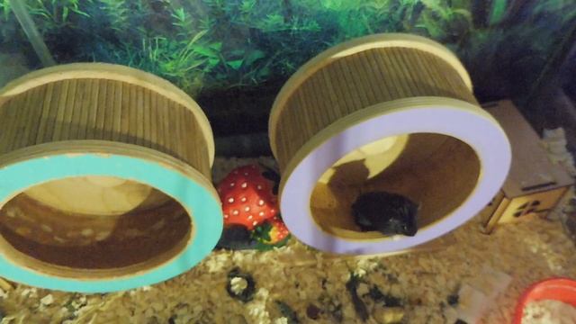 Кешью ОХОТИТСЯ на СВЕРЧКА 02/08/2022/ ЖИВАЯ белковая ПИЩА для ХОМЯКА #кэмпбелла_хомяк смотреть онлайн