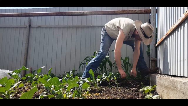 Working In Our Russian Urban Garden смотреть онлайн