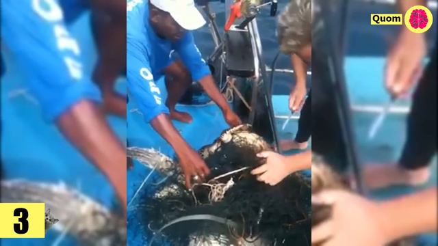 RESCATE De TORTUGAS MARINAS En México, España Y Estados Unidos (Parte 1) 🐢 Rescate Animal #5