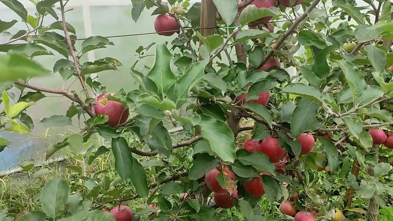 Яблоня Ред Джонапринц смотреть онлайн