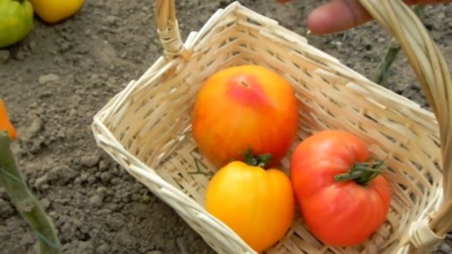 Томат Золотая будёновка - эксклюзивная супер новинка с незабываемым вкусом!!! смотреть онлайн