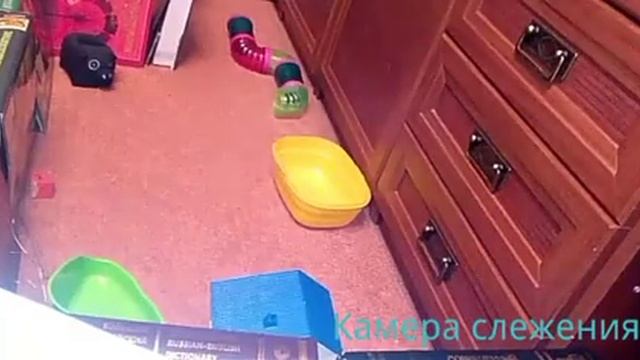 Парк развлечений для хомячка / камера слежения / ранка смотреть онлайн