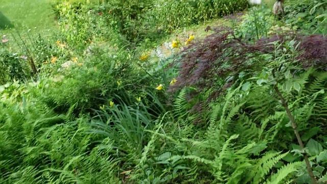 Yard Tour, With A Visit From Squeeker  (7/3/20)