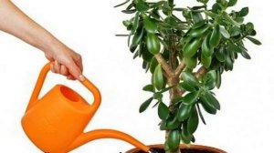 Чем подкормить денежное дерево в домашних условиях