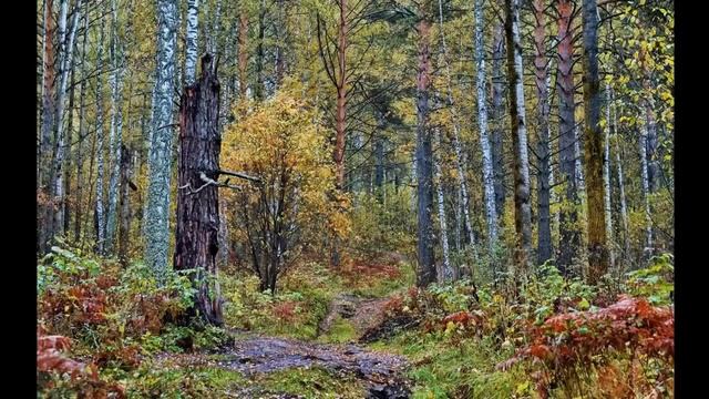 Кое-что насчет людей, пропадающих в России. ПСО «Лиза Алерт». смотреть онлайн