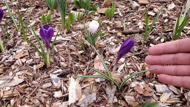 Caring for Crocus Flowers Before and After They Flower ? смотреть онлайн