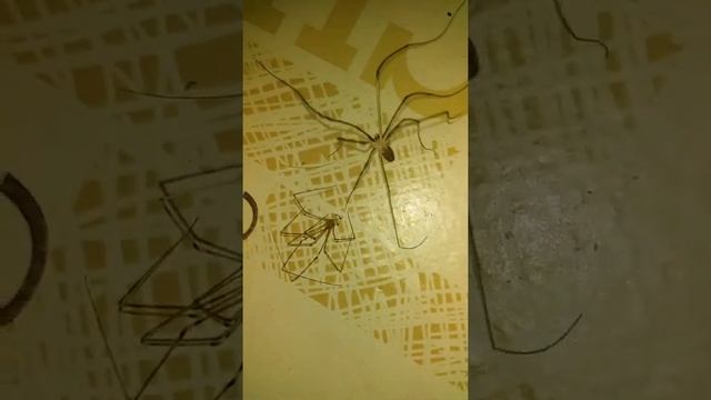 Комнатный паук сбросил кожу смотреть онлайн