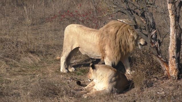 В САВАННЕ ТАЙГАН ПАРК ЛЬВОВ #тайган#львы# смотреть онлайн