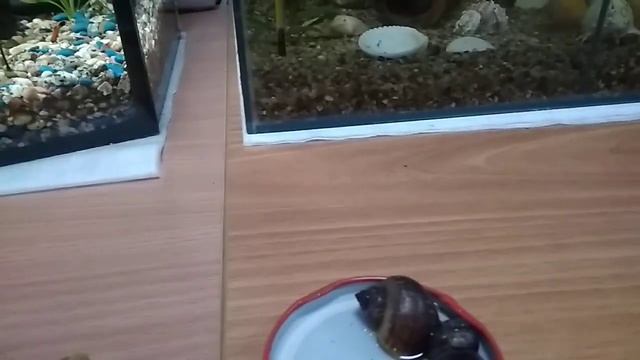 Аквариумные улитки. Хелены, ампулярии, катушки... смотреть онлайн