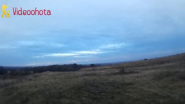 Нагонка, натаска и притравка охотничьих собак под ЗАПРЕТ? Videoohota смотреть онлайн