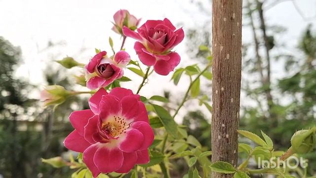 എന്റെ cocktail climbing rose നിറയെ പൂത്തപ്പോൾ🌹🌹🌹🌹🌹 смотреть онлайн