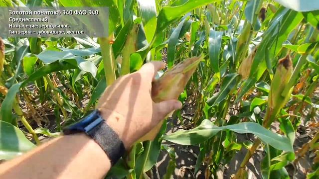 Гибрид кукурузы Золотой початок® 340 смотреть онлайн
