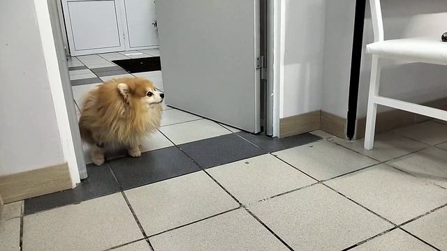 Хитрый лисенок Эдди смотреть онлайн