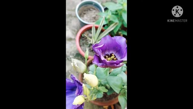 Lisianthus Hand Pollination//How to do hand pollination//Maddy Gardener смотреть онлайн
